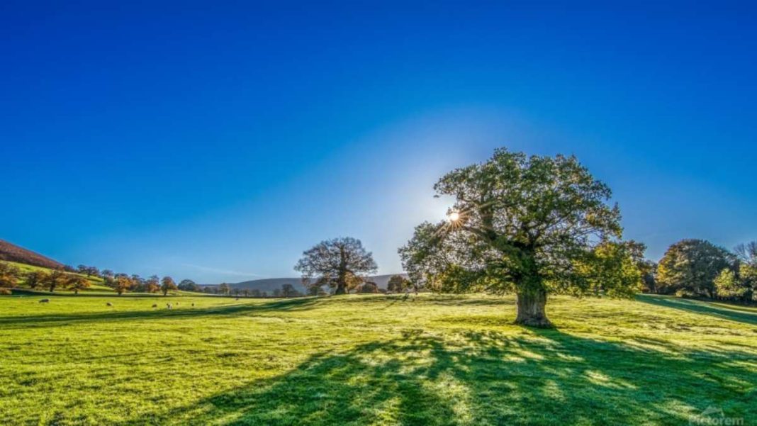 900_fabartdesigns_tree-sun-sunshine-summer-meadow-grassland-landscape-morning-grass-blue-sky-clear-sky-countryside-sunrise-yorkshire καιρός 15-10 πρόγνωση