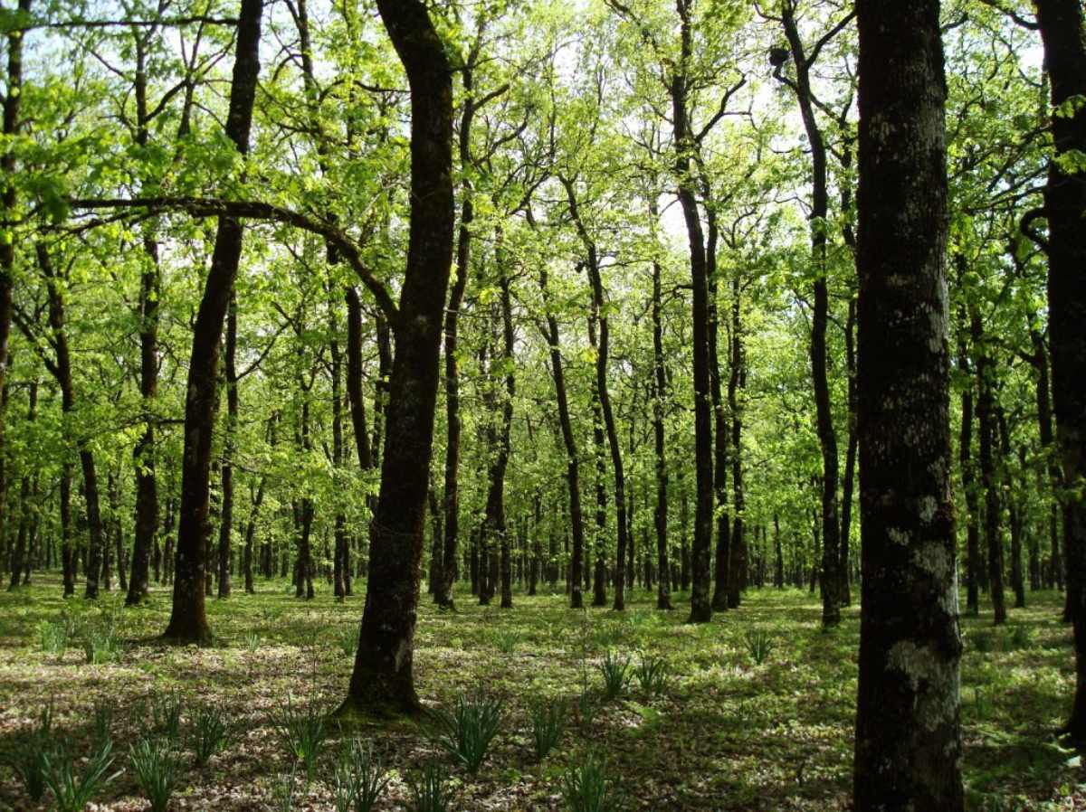 Μέσα στο δάσος της Φολόης,  ένα από τα μεγαλύτερα δάση βελανιδιών 