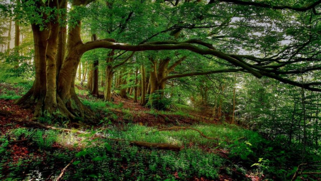 forest-nature-landscape-green-trees-woods δάσος πράσινα δέντρα και κορμοί