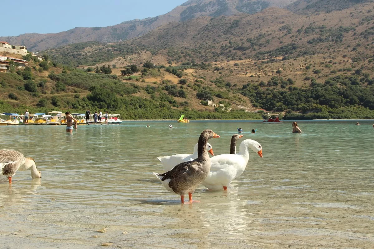 Λίμνη Κουρνά Κρήτη πάπιες