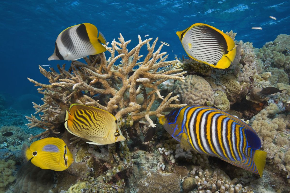 SOS: Ο Μεγάλος Κοραλλιογενής Ύφαλος έχει χάσει τα μισά από τα κοράλλια του!