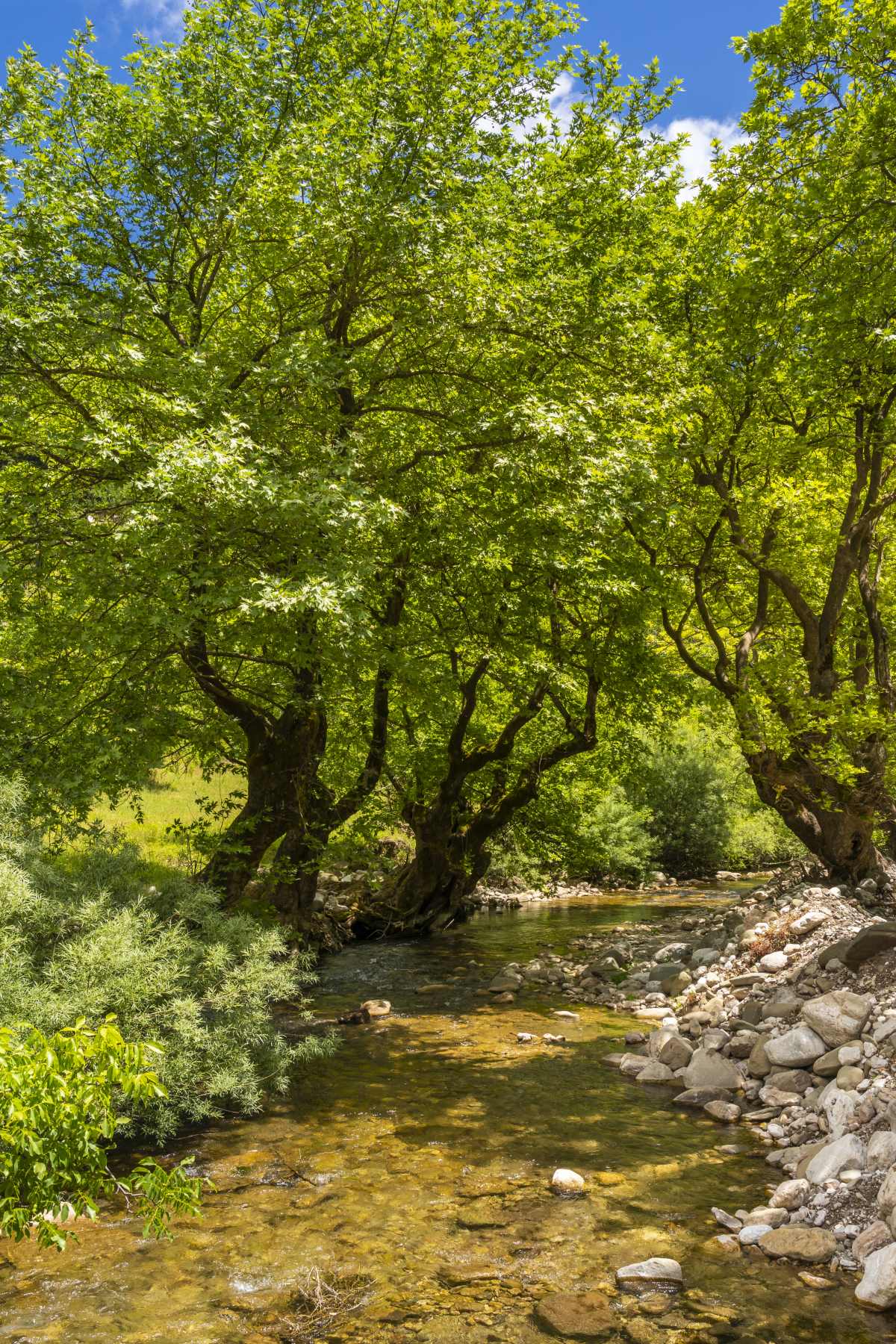 Μπελοκομίτης Καρδίτσας