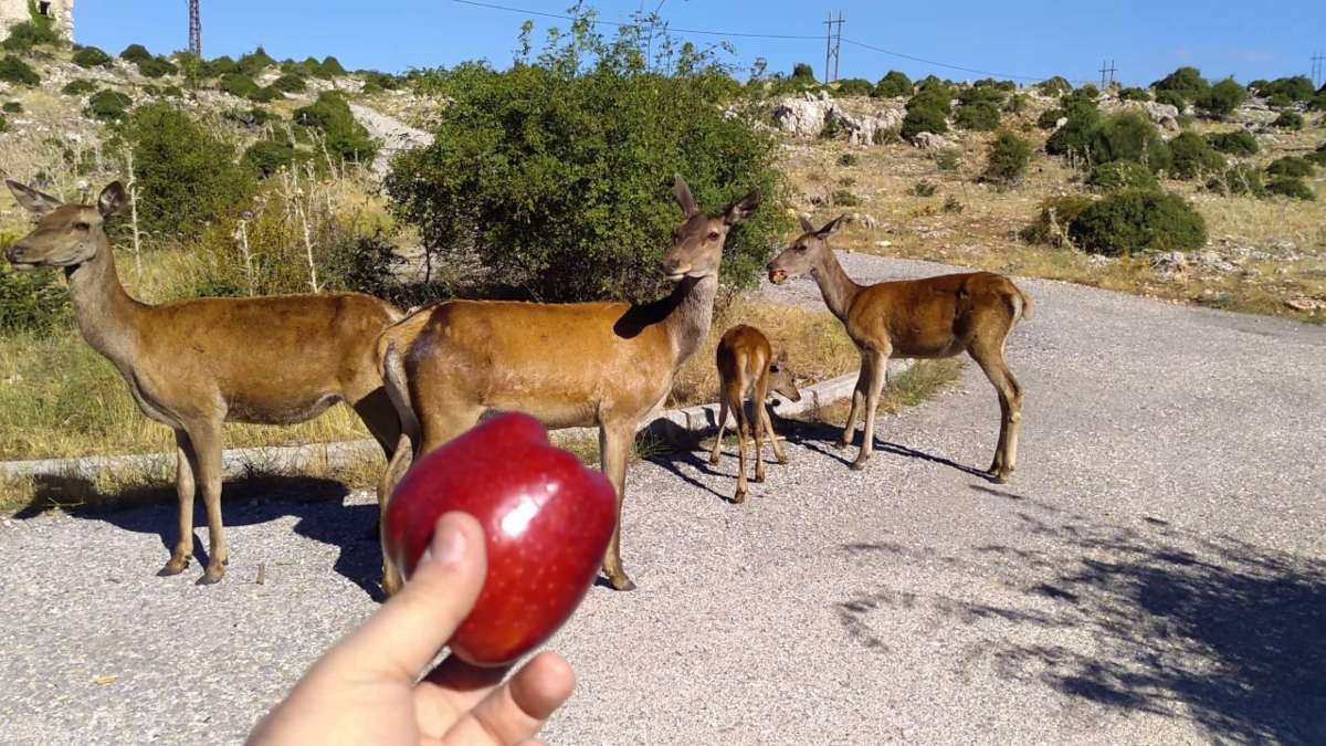 Πάρνηθα ελάφια