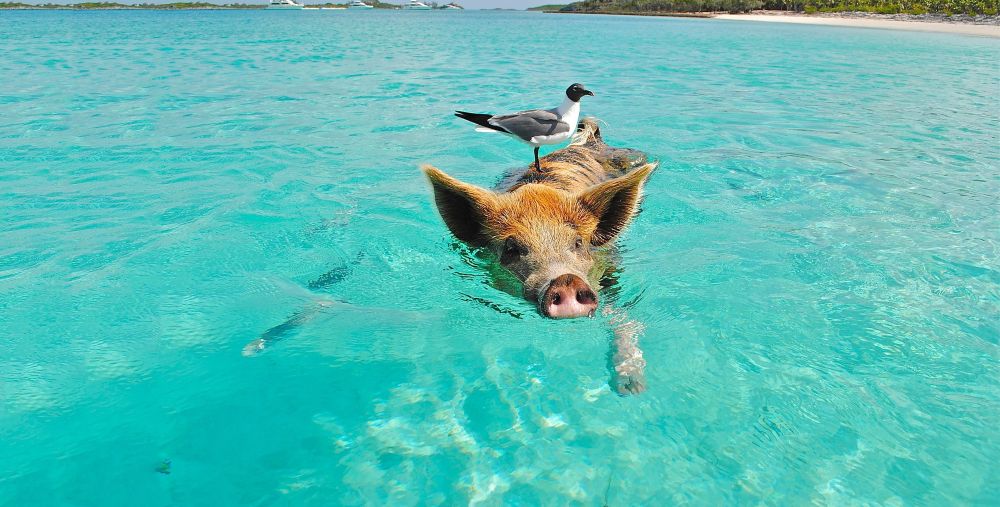 pig beach bahamas