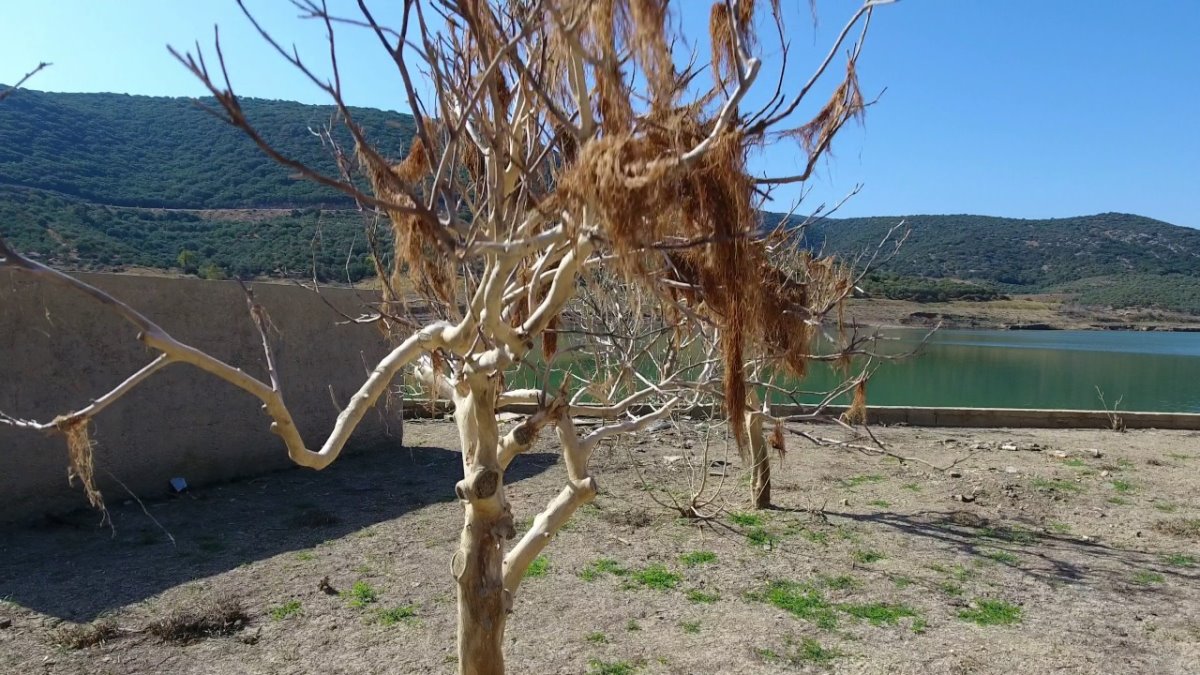 Σφενδύλι χωριό Κρήτης βυθισμένο ξερά δέντρα 