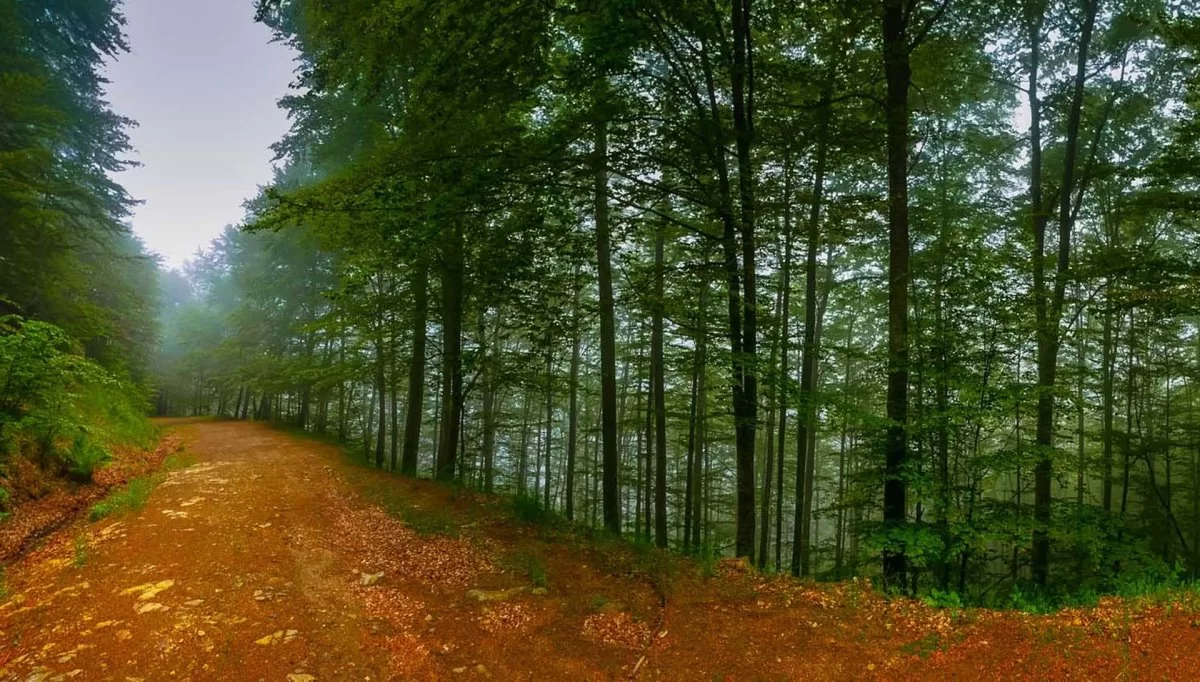 παρθένο δάσος Χαϊντούς Ροδόπη πανοραμική