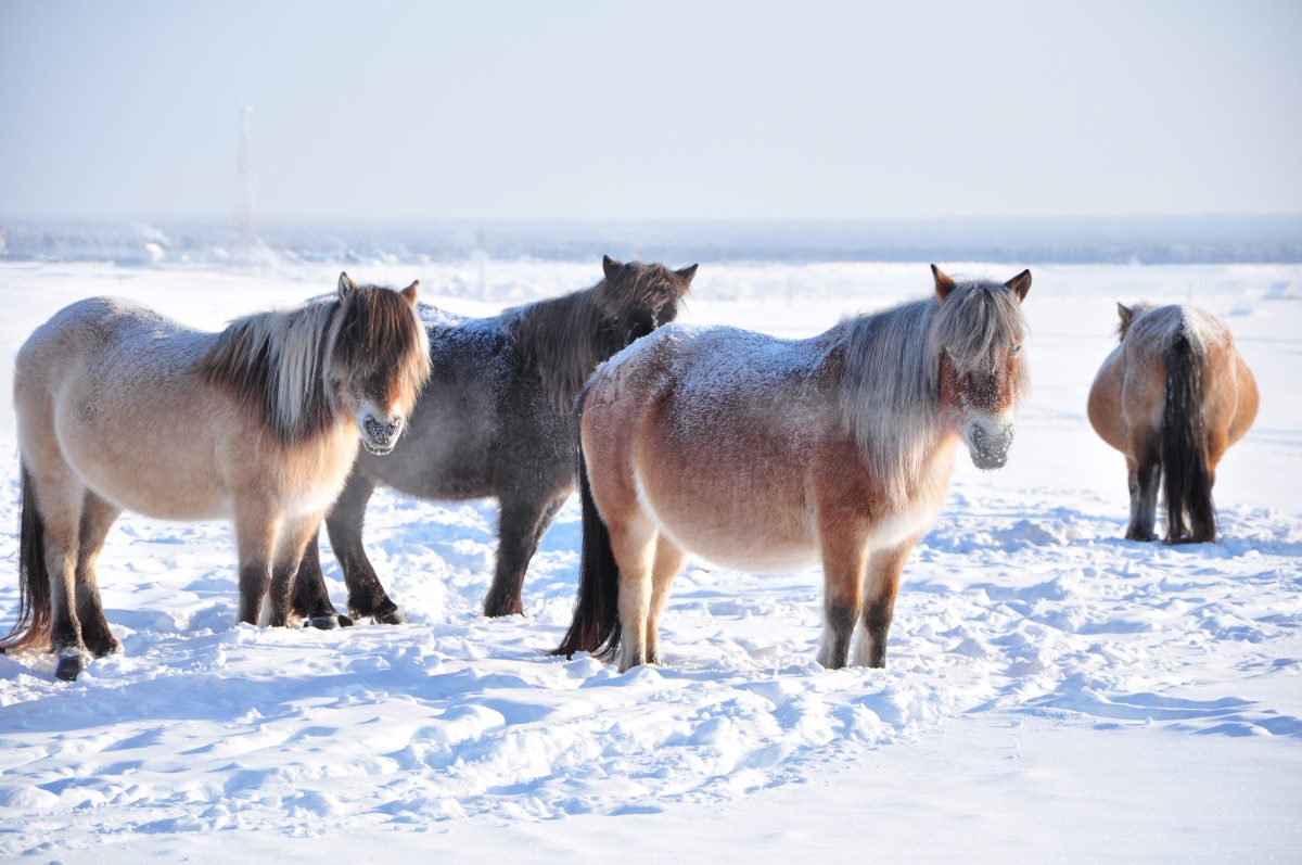 Oymyakon, Σιβηρία, Ρωσία