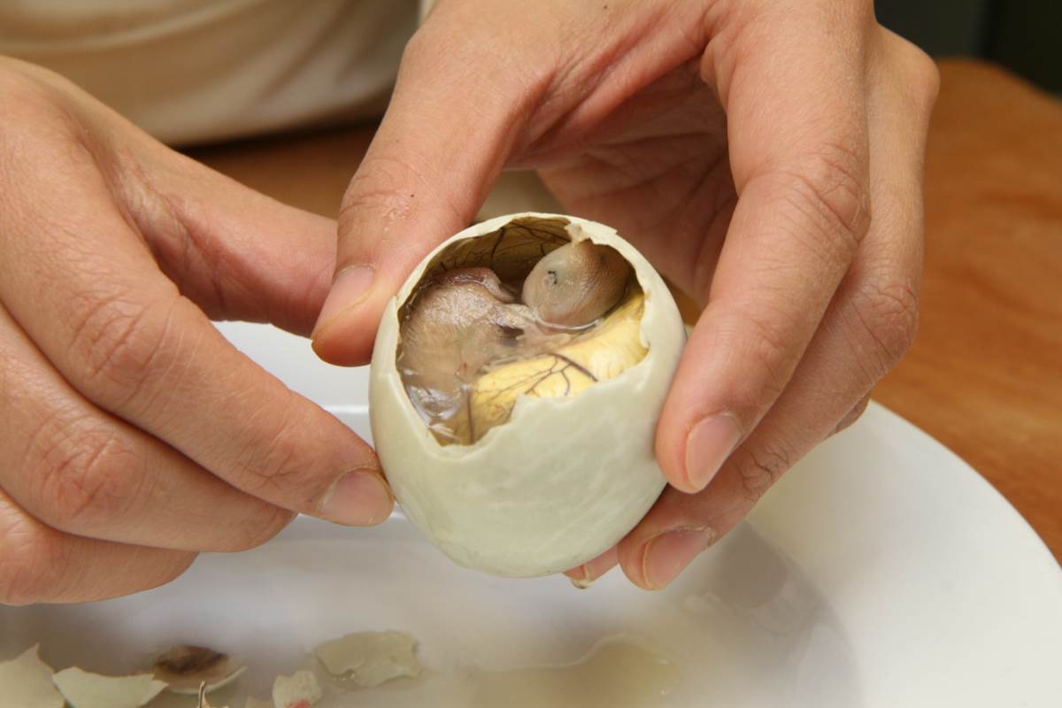 Ayg;o Balut, Φιλιππίνες