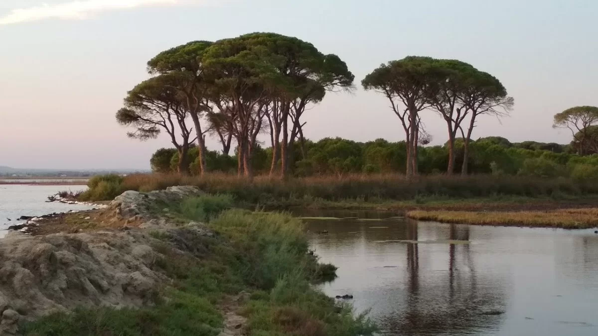 Δάσος Στροφυλιάς Πελοπόννησος παραθαλάσσιο δάσος μέχρι την ακτή