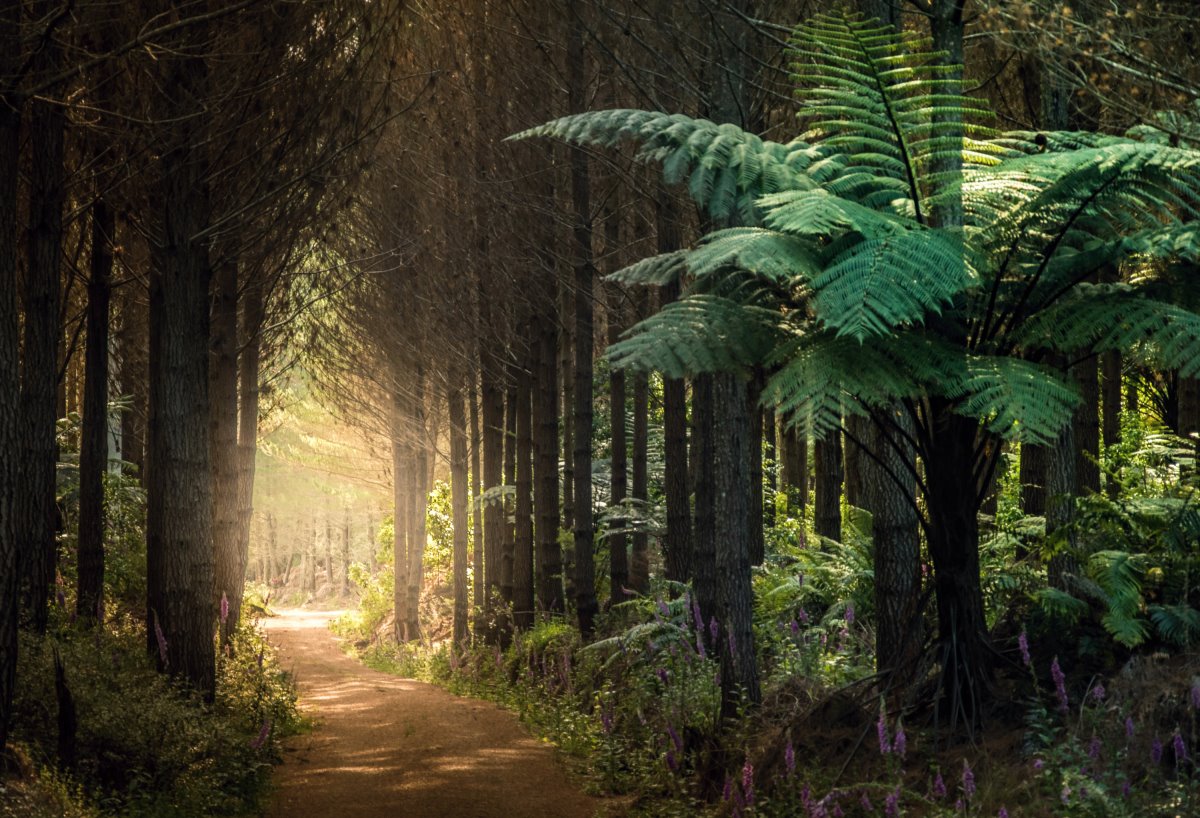 Νέα Ζηλανδία, δάσος
