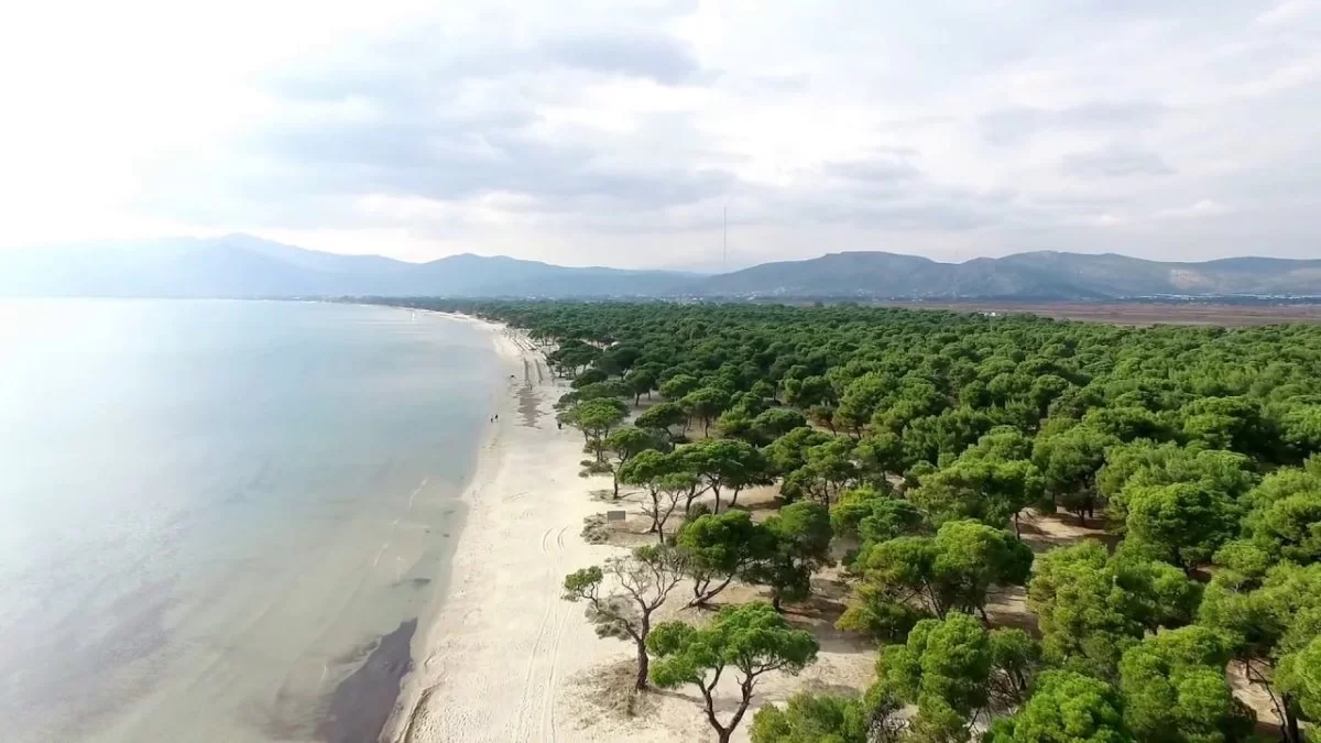 Κουκουναριές Σχινιάς