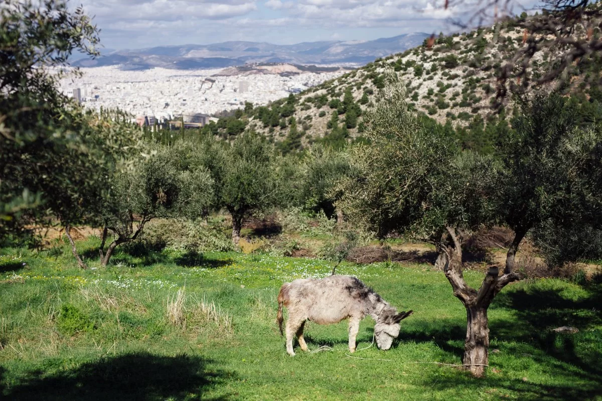 Πεζοπορία στον Υμηττό στην Αθήνα