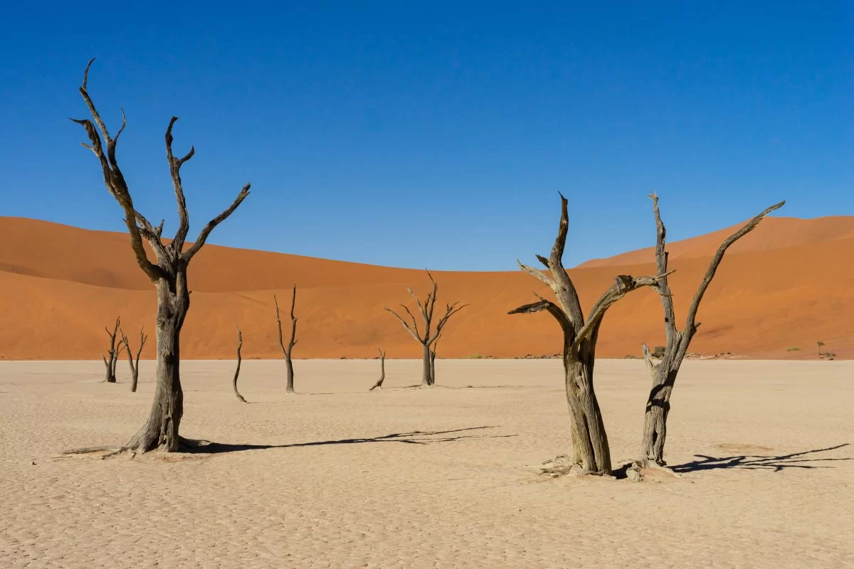 Αμμόλοφοι Ερήμου Namib, Ναμίμπια