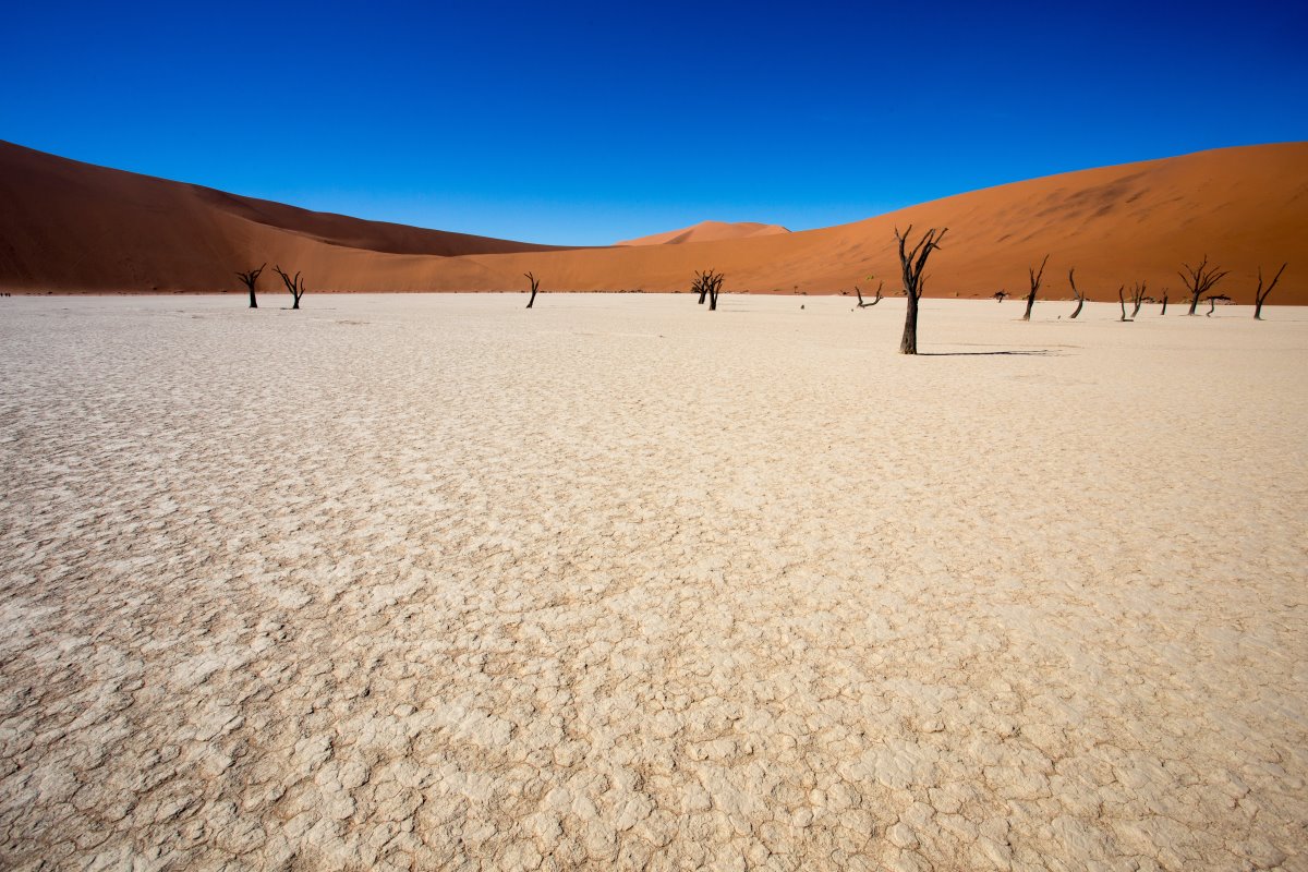 Αμμόλοφοι Ερήμου Namib