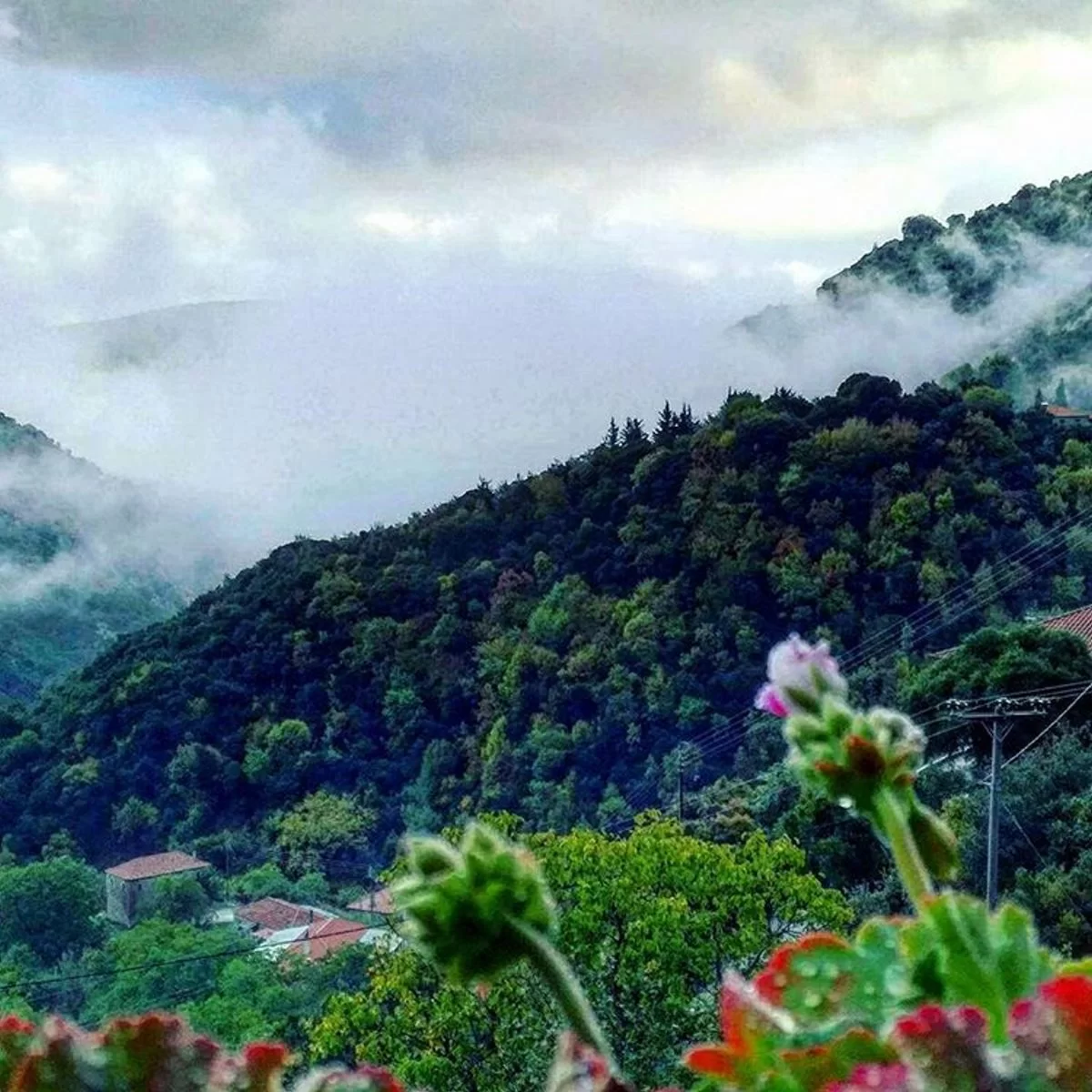 Λάμπεια Ηλείας μέσα στα έλατα 