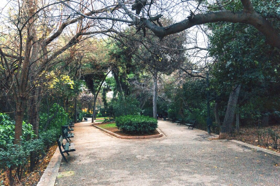 mparoutadiko-dentra-fysh
