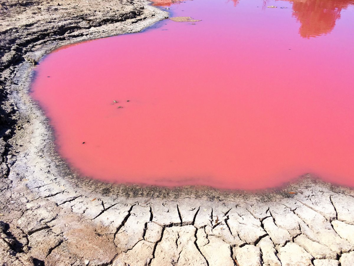 Η ροζ λίμνη, Αυστραλία