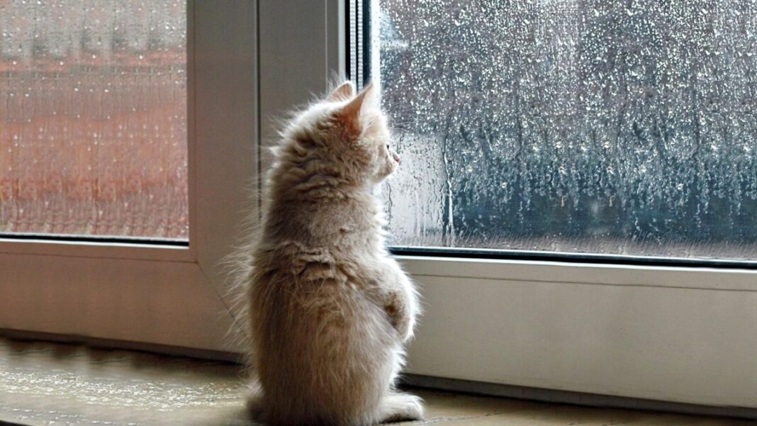 weather-cat καιρός 30/12/2020 πρόγνωση ζέστη και βροχές