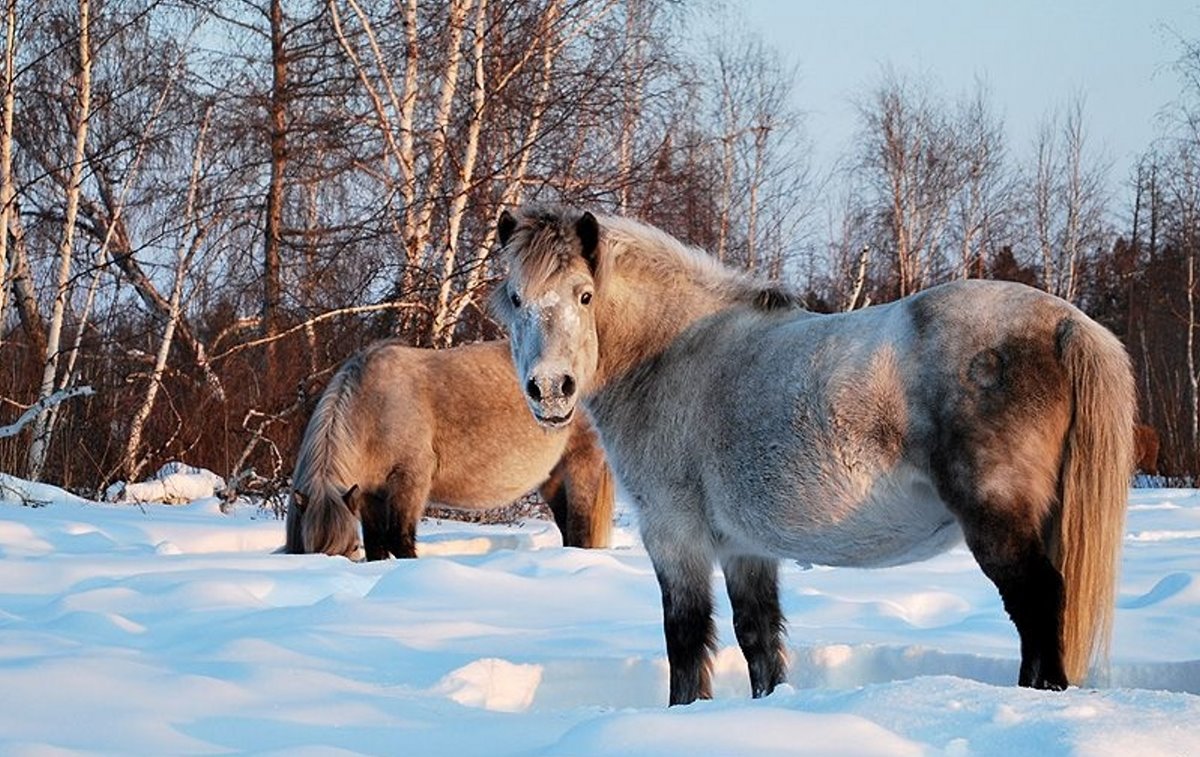 Χριστούγεννα 2021 στο Yakutsk αλογάκια στο χιόνι