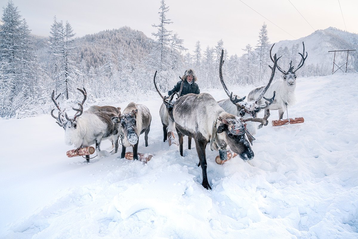 Χριστούγεννα 2021 στο Yakutsk μετακίνηση με ταράνδους