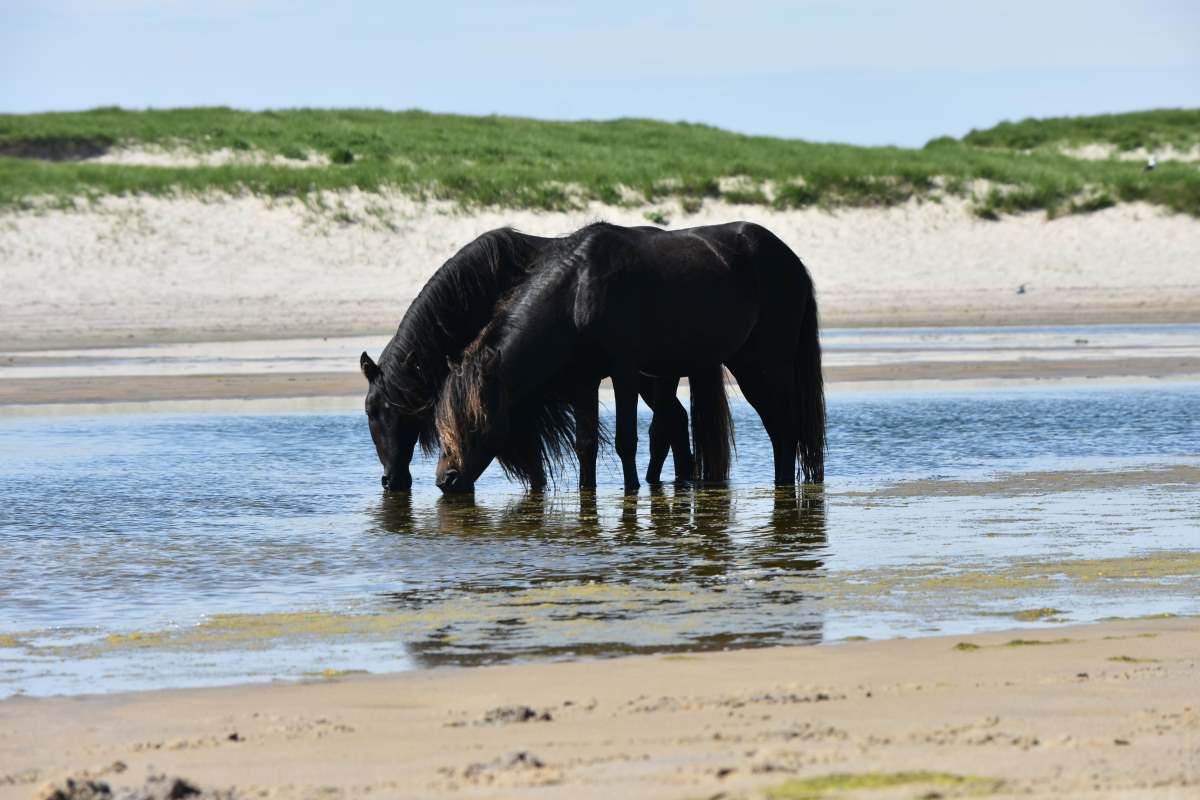 Τα πόνυ Sable Island που πήραν το όνομά τους από το ομώνυμο νησί όπου ζουν