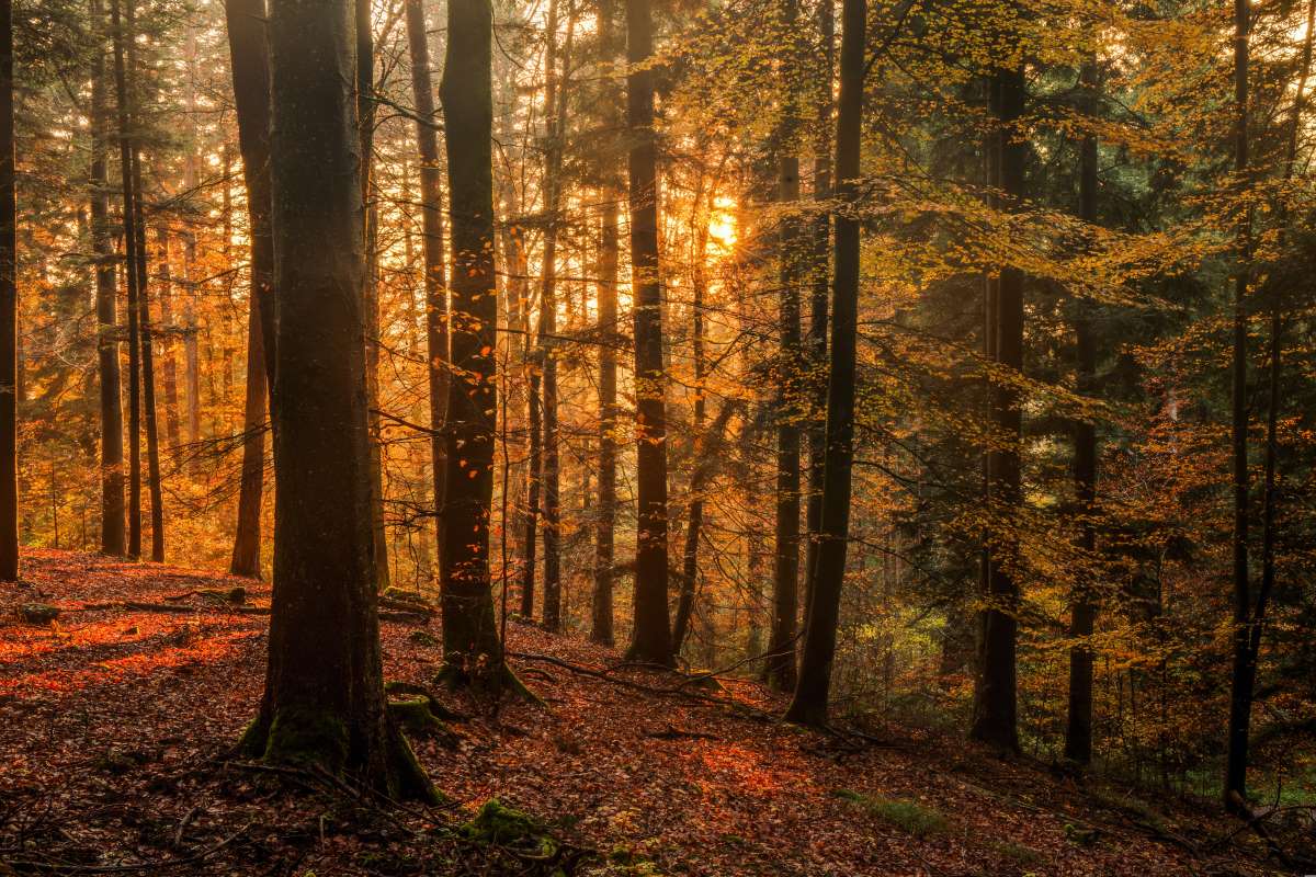 Black Forest, Γερμανία