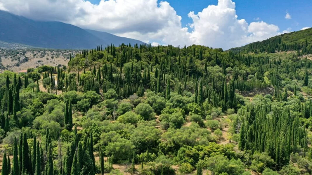 elato-spanio-panoramiki Κεφαληνιακή ελάτη