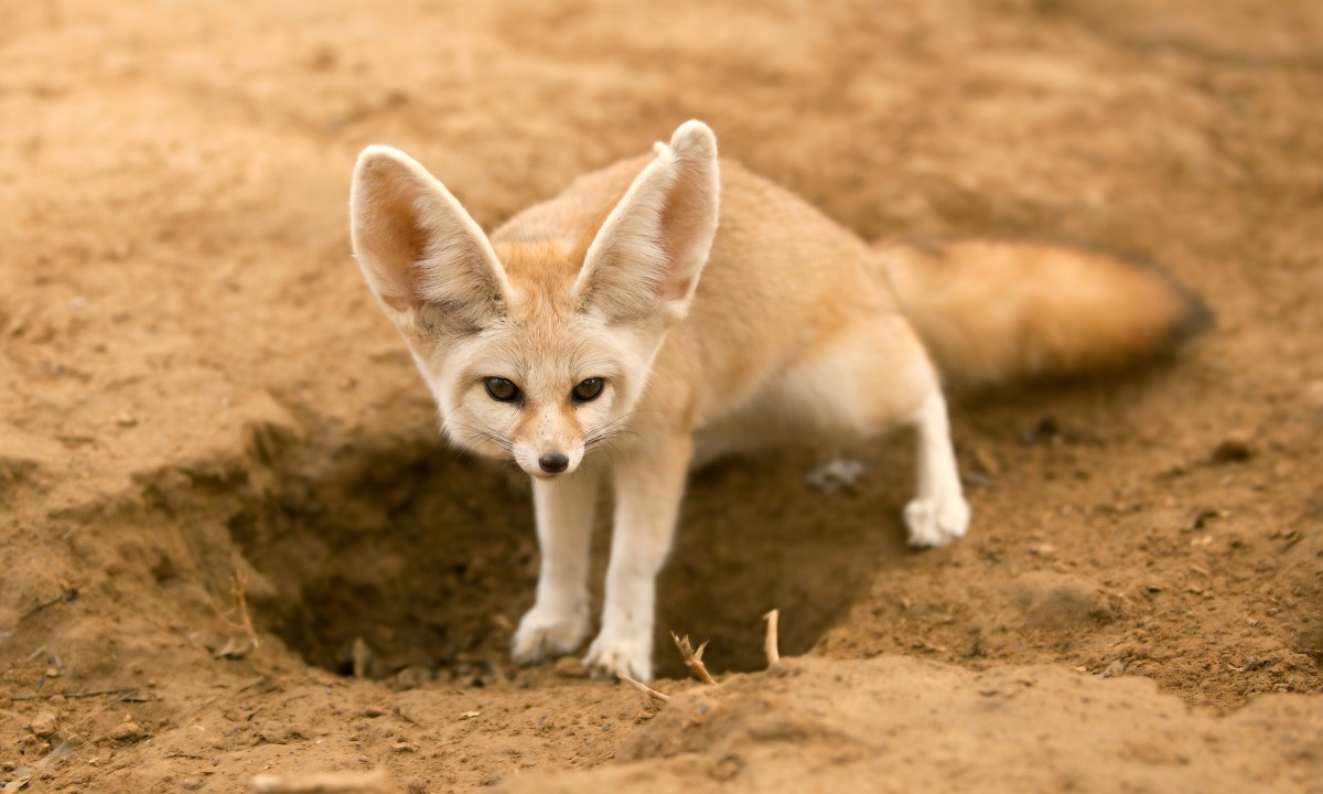 αλεπού fennec