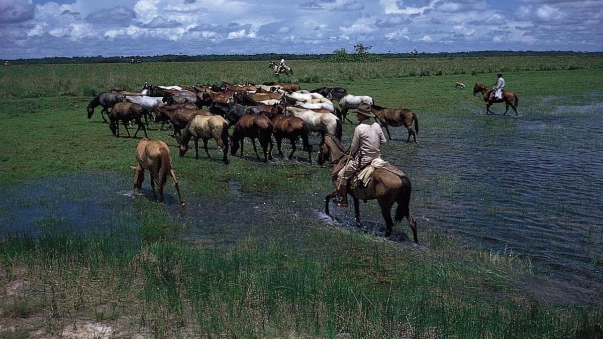 Llanos, Κολομβία