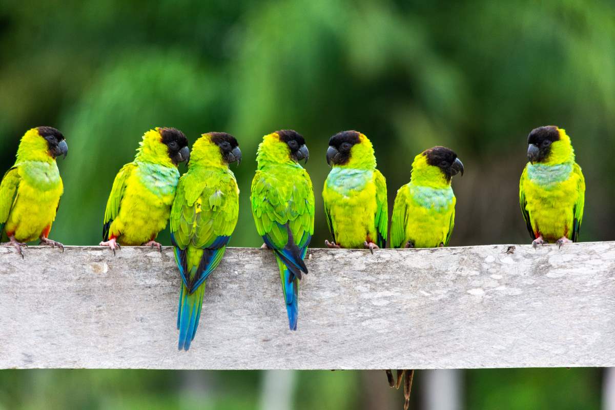 Υγρότοποι Pantanal, πουλιά