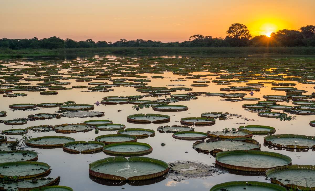 Υγρότοποι Pantanal