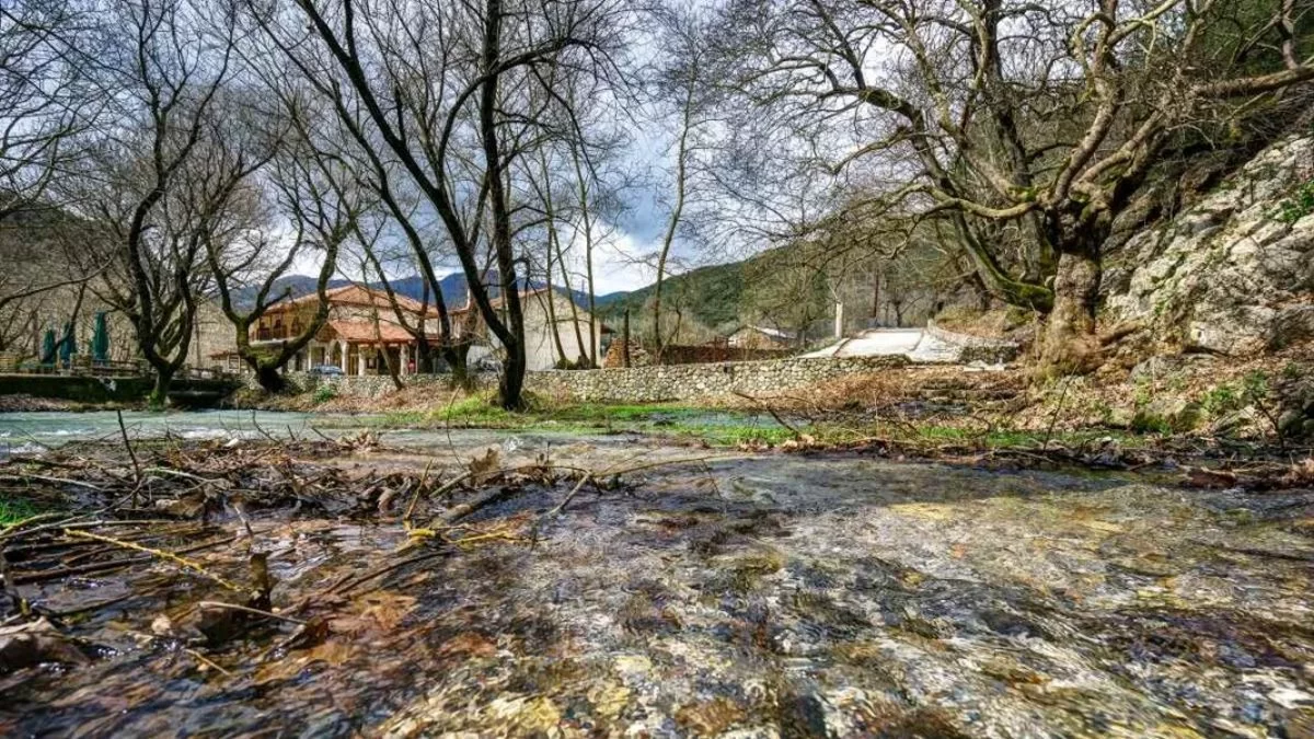 Το δάσος με τα πλατάνια στο Πλανητέρο