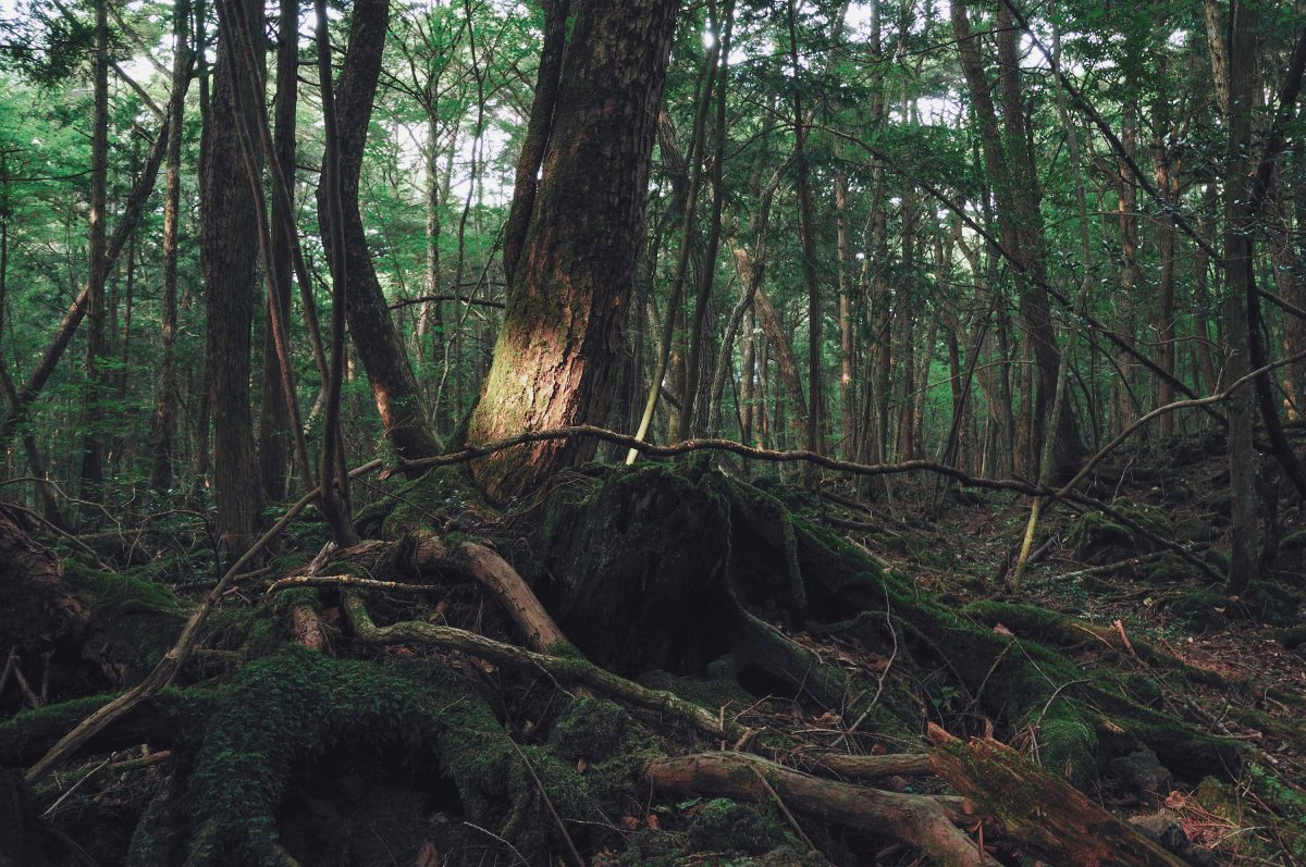 Aokigahara, Ιαπωνία