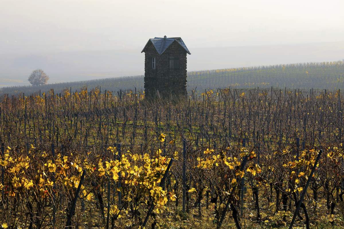 Αμπελώνες, Eguisheim, Γαλλία