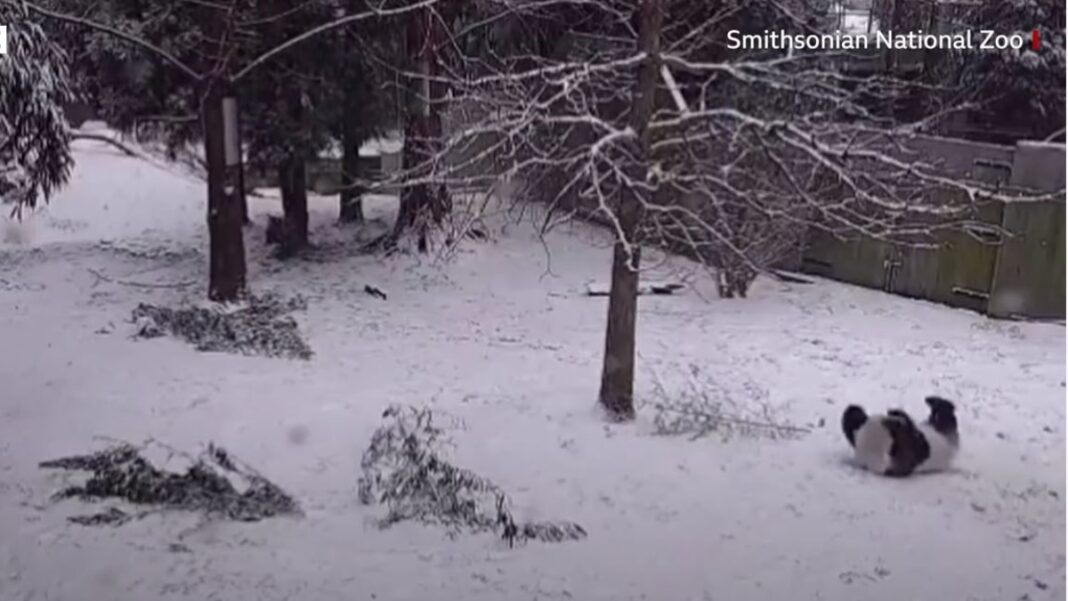 Panda-zoo Πάντα παίζουν με το χιόνι σε ζωολογικό κήπο