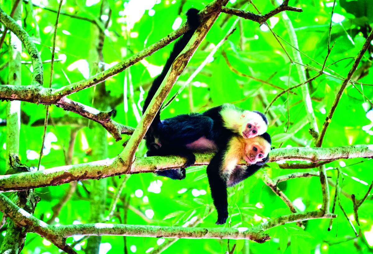 Tortuguero National Park