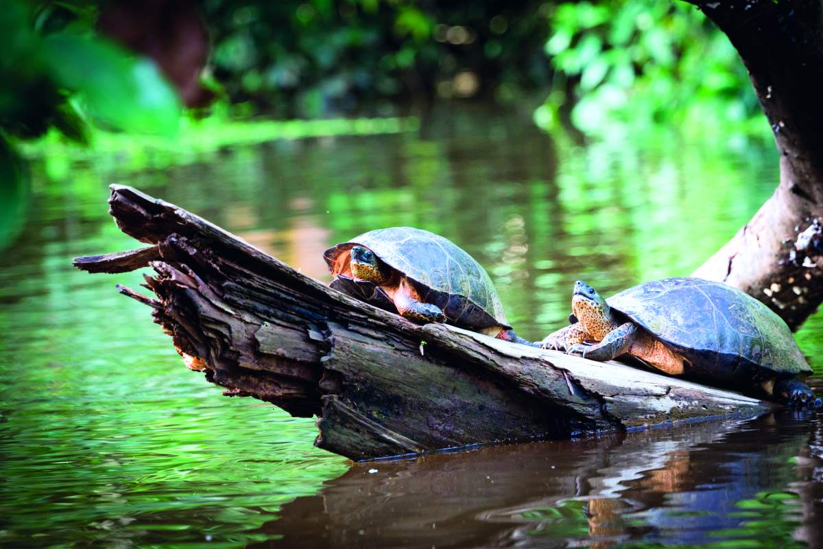 Tortuguero National Park