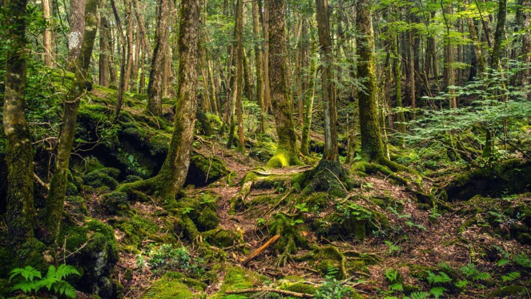 forest-kentriki Τρομακτικά δάση