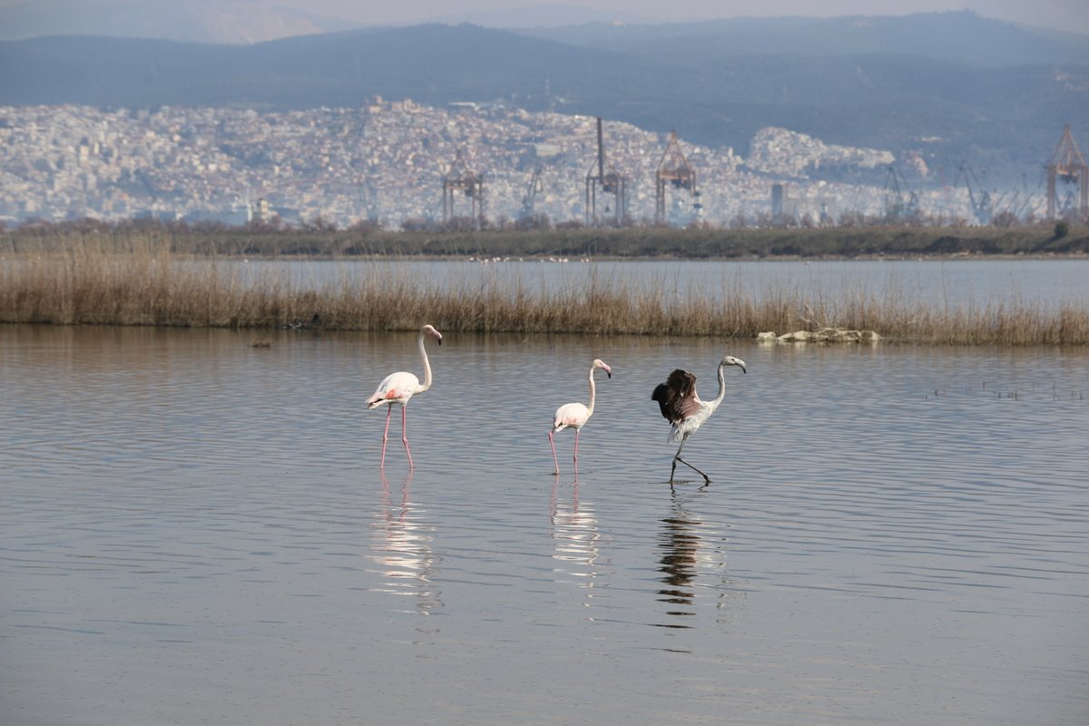 Φλαμίνγκο στη λιμνοθάλασσα Καλοχωρίου