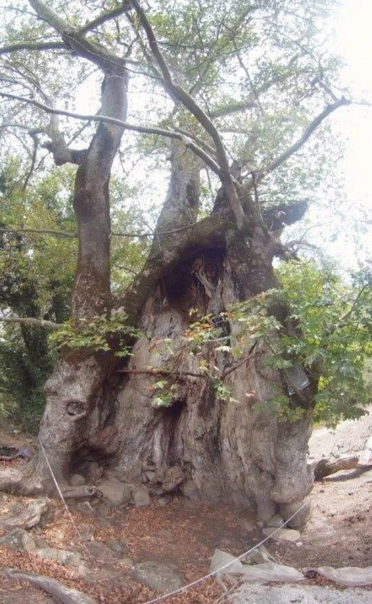 Ο υπεραιωνόβιος πλάτανος στο Χαλκιόπουλο