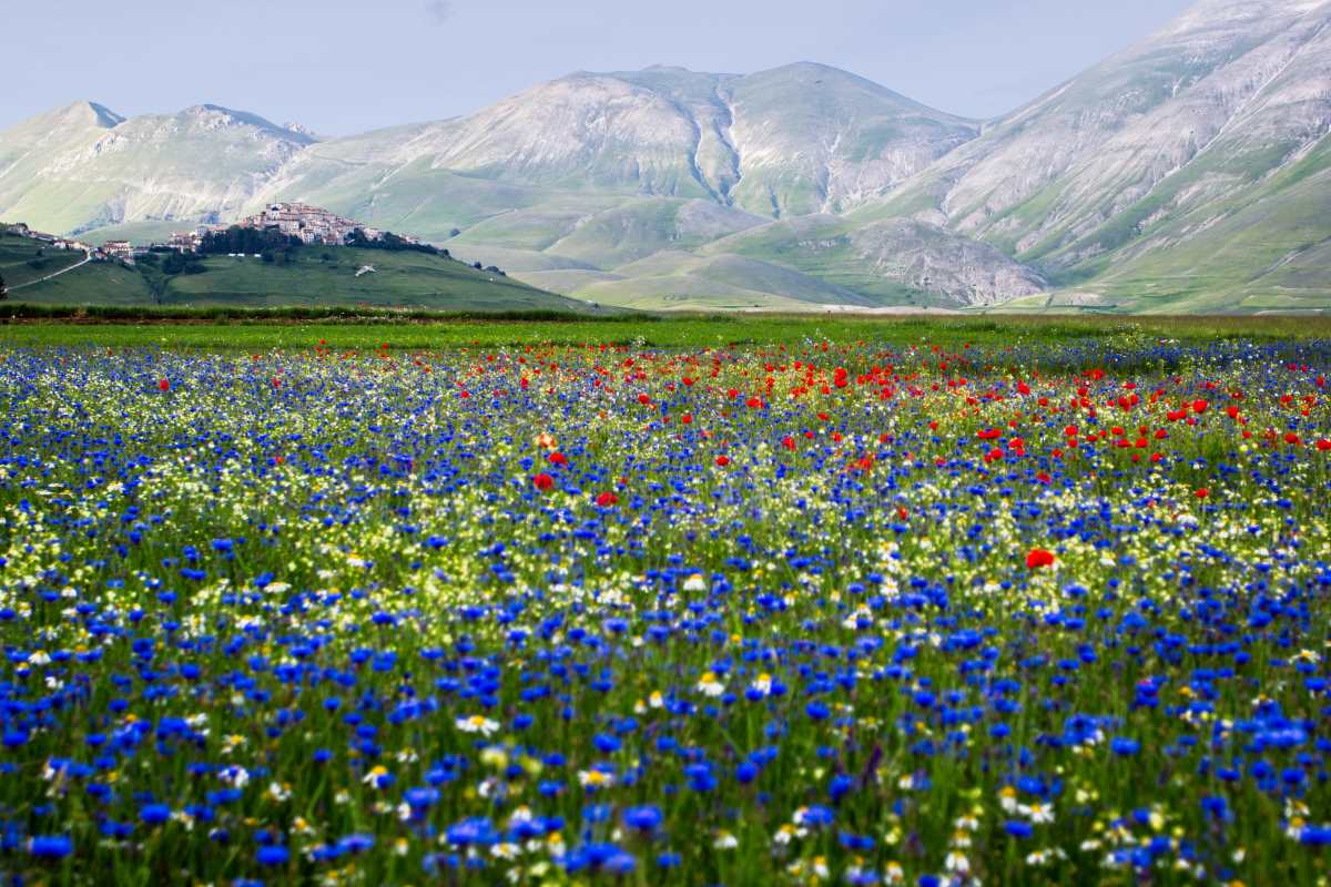 Castelluccio, ανθισμένη πεδιάδα