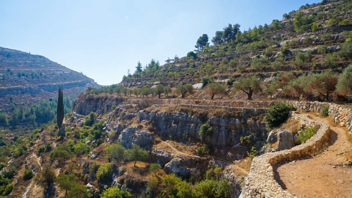 Κτήματα ελιών και σταφυλιών (Land of olives and Vines), Παλαιστίνη