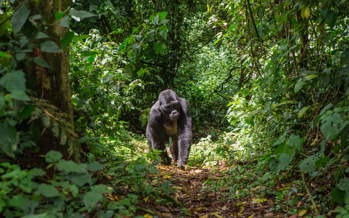 Εθνικό Πάρκο Virunga, Κονγκό