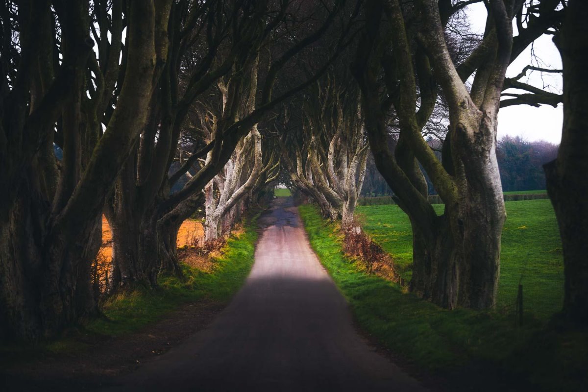 Dark Hedges στη Βόρεια Ιρλανδία