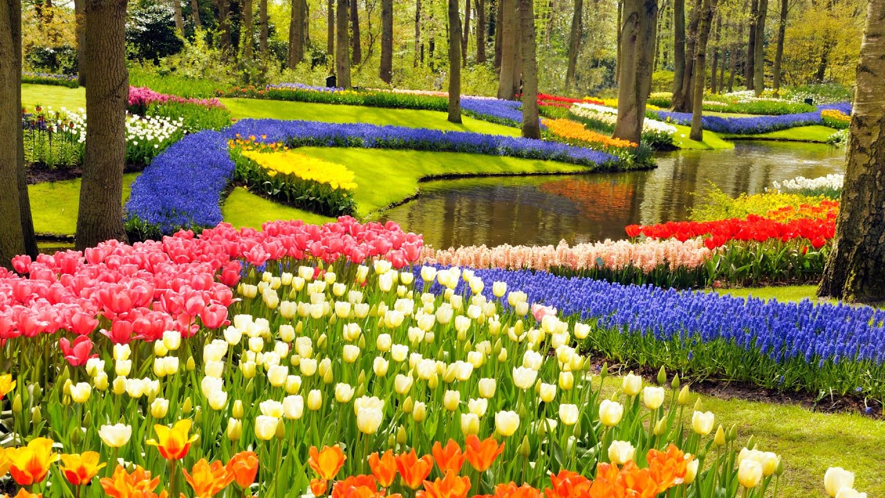 Κήπος Keukenhof, Lisse, Ολλανδία