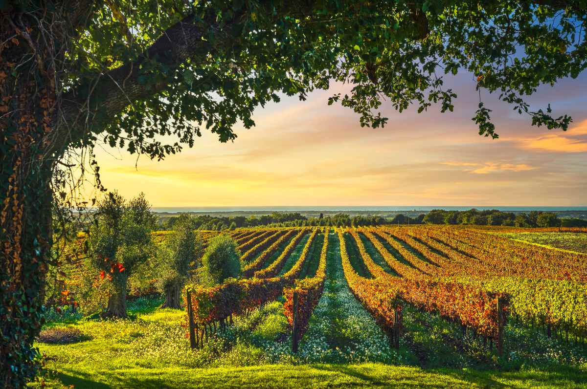 Αμπελώνες, Bolgheri