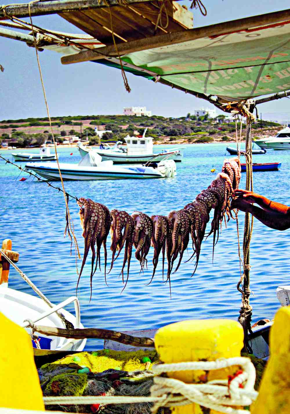 Αντίπαρος χταπόδια 