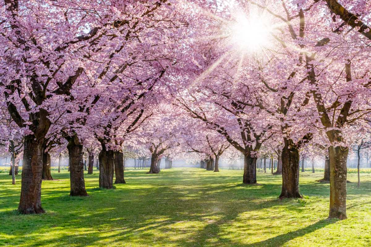 Ανθισμένες κερασιές, Sakura