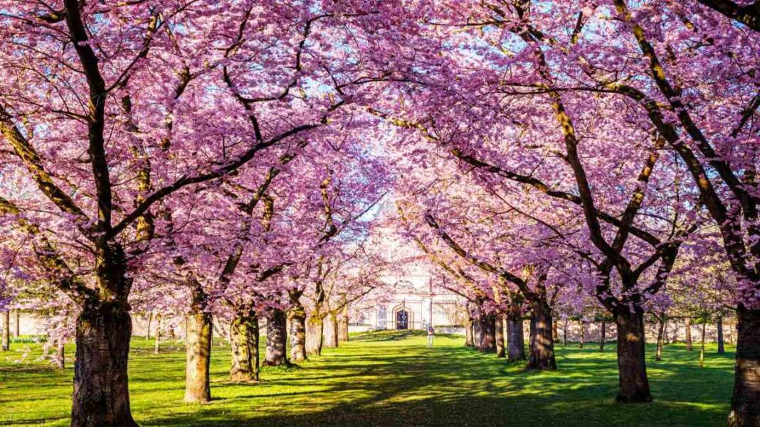 sakura-japan-kentriki Ανθισμένες κερασιές Ιαπωνία