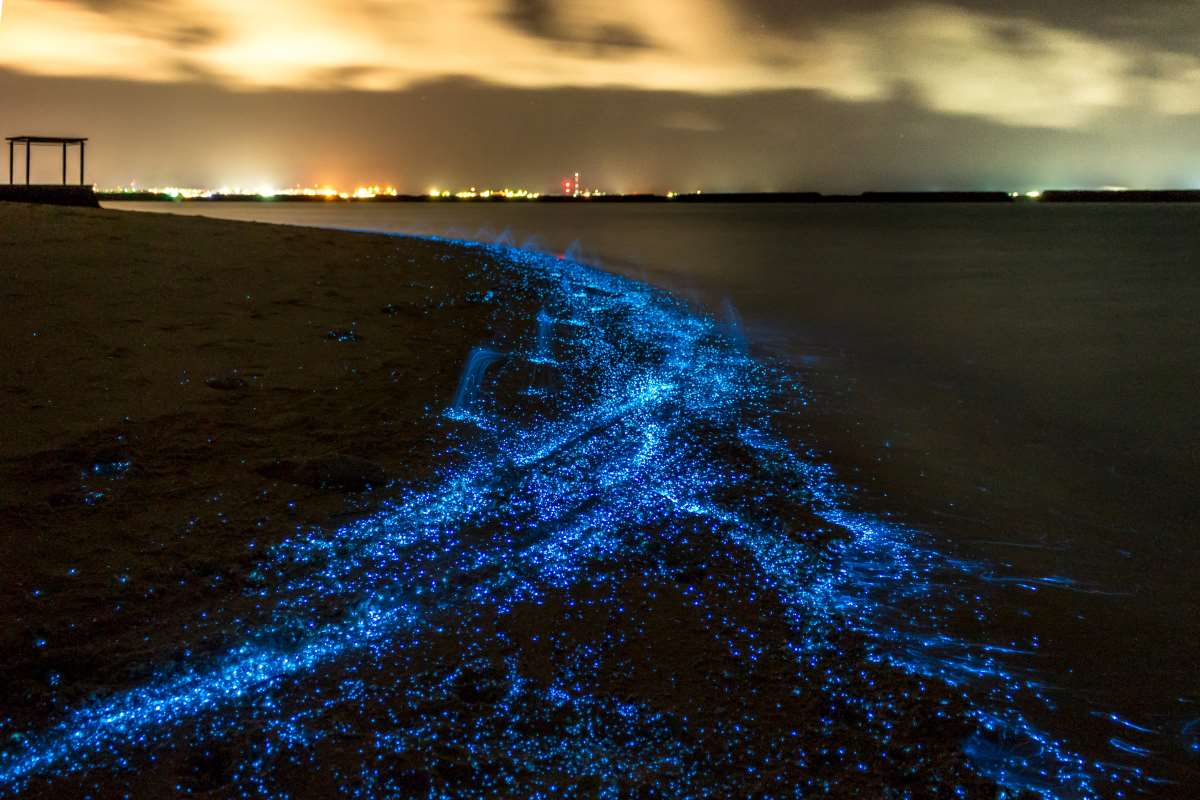 Sea of Stars (Η θάλασσα των Αστεριών), Μαλδίβες 